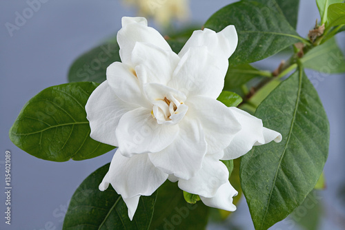 beautiful white flower gardenia on  grey background