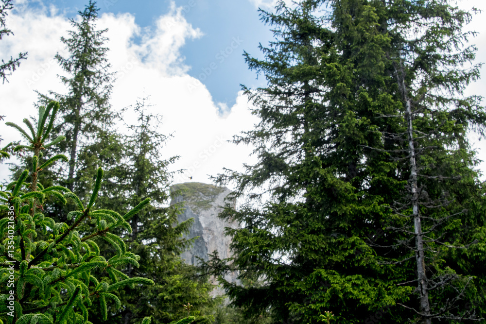 Fototapeta premium trees in the forest
