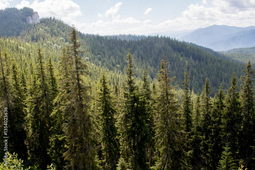 Obraz premium forest in the mountains