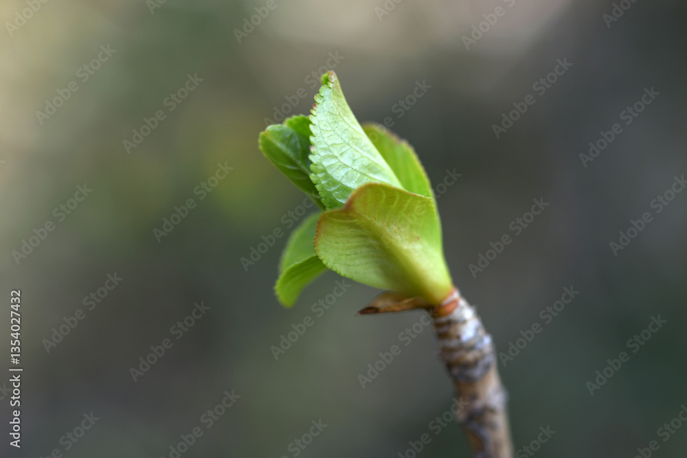 Fototapeta premium アジサイの新芽 発芽