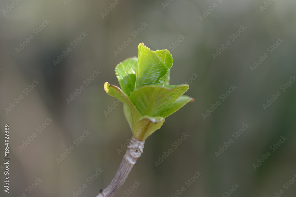 Obraz premium アジサイの新芽 発芽