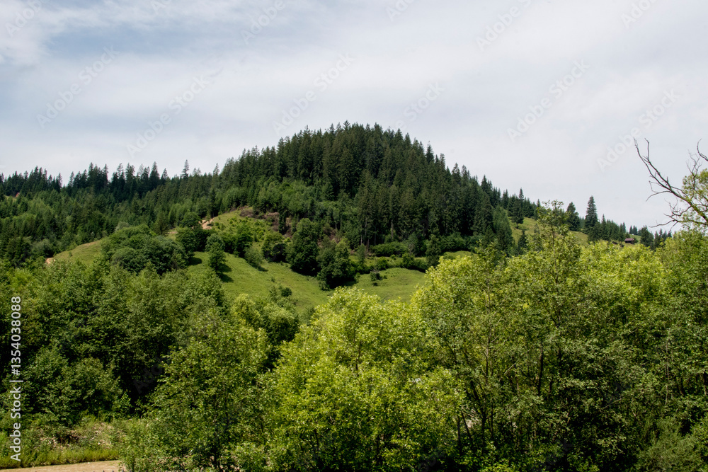 Obraz premium forest in the mountains
