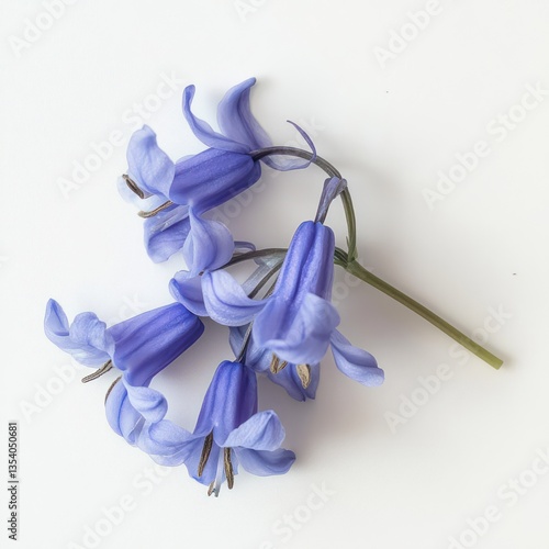 A pristine bluebell flower, with vibrant blue petals and delicate green stems, photographed from above