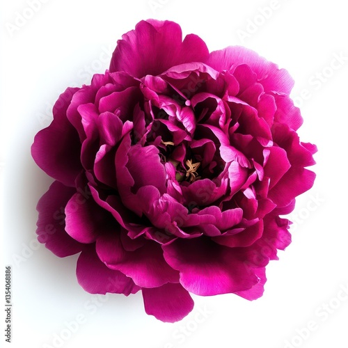 Fototapeta Naklejka Na Ścianę i Meble -  A vibrant fuchsia peony flower, showing its rich, layered petals, captured from above on a white background