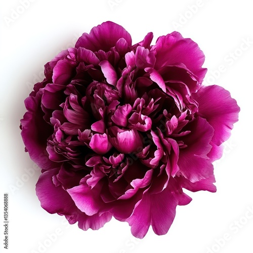 Fototapeta Naklejka Na Ścianę i Meble -  A vibrant fuchsia peony flower, showing its rich, layered petals, captured from above on a white background