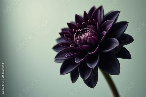 Single black dahlia bloom, striking dark petals , lily, rose