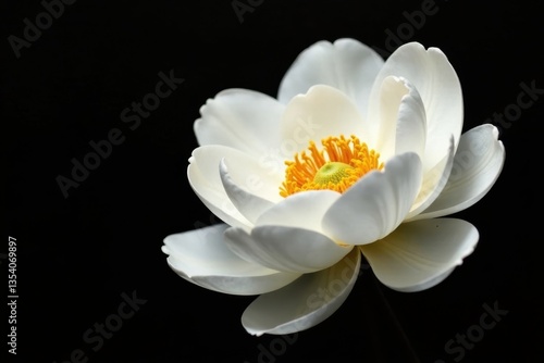 Fototapeta Naklejka Na Ścianę i Meble -  Single large white peony petal, stark black Abstract floral minimalism , black, botany, peony petal