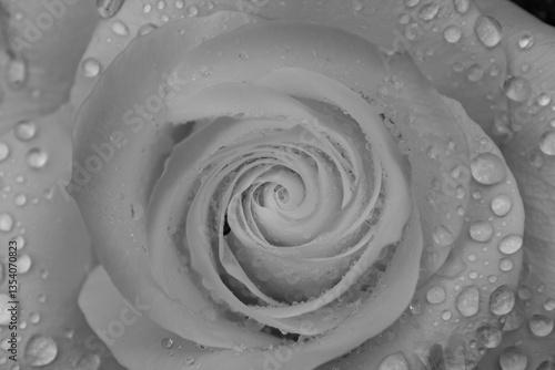A black and white photograph of a blooming rose surrounded by rosebuds, set against a rustic wooden fence. The monochrome tones emphasize the delicate textures and timeless elegance of the flower