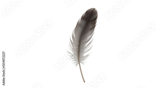 Elegant Bird Feather Close-Up isolated on transparent background.