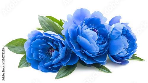 Fototapeta Naklejka Na Ścianę i Meble -  Three blue flowers are arranged in a bouquet. The flowers are in full bloom and are surrounded by green leaves. The arrangement is simple and elegant, with the blue flowers being the main focus