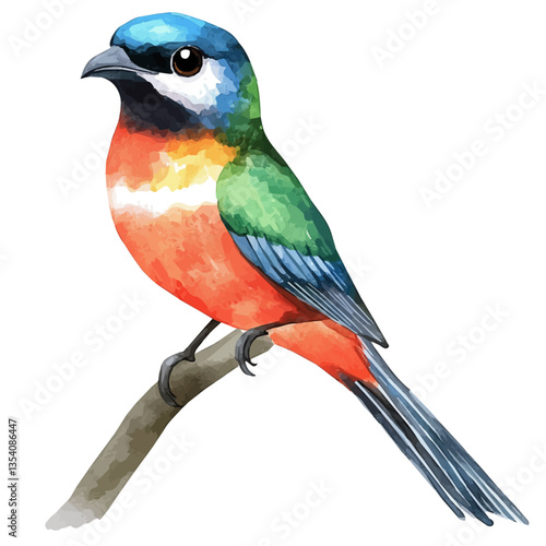 watercolor of Trogon, isolated on a white background.