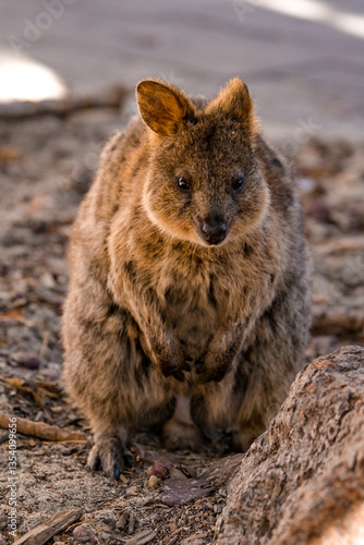 quokka australie
