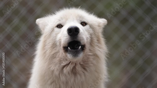 オオカミ犬の遠吠え
