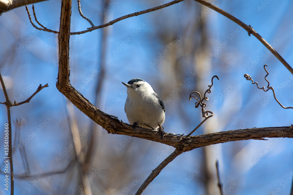 White-breasted nuthatch White-breasted nuthatch