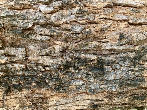 Abstract close up of wood texture, tree bark, rough surface, nature background.