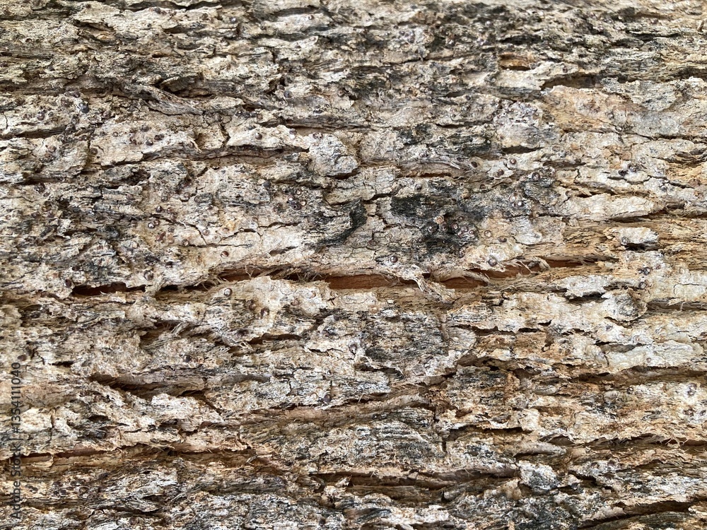 Abstract close up of wood texture, tree bark, rough surface, nature background.