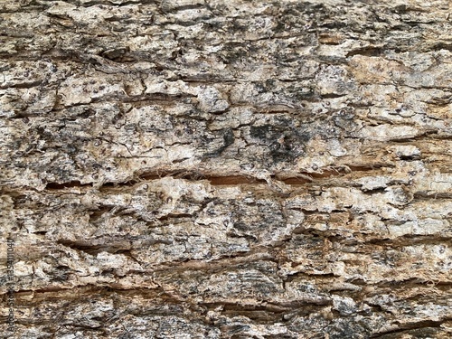 Obraz na płótnie Abstract close up of wood texture, tree bark, rough surface, nature background. w salonie