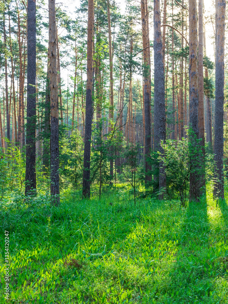 Obraz premium A forest with trees and grass