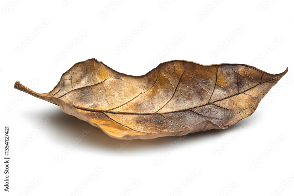 Dried leaf resting on a flat surface capturing the essence of autumn in a simple yet elegant composition Dried leaf resting on a flat surface capturing the essence of autumn in a simple yet elegant composition