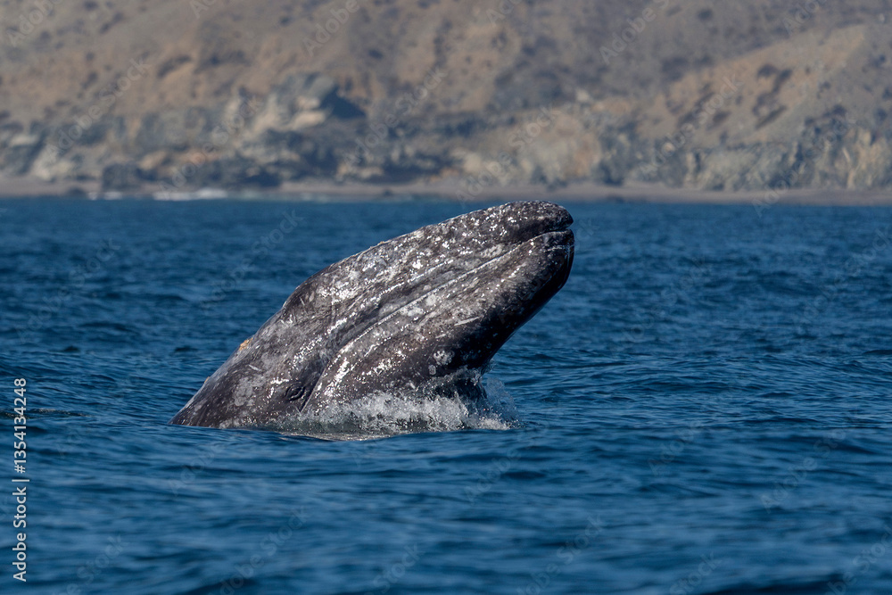 Obraz premium grey whale spy hopping mexico bahia magdalena san ignacio lagoon