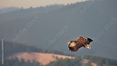 bald eagle in flight