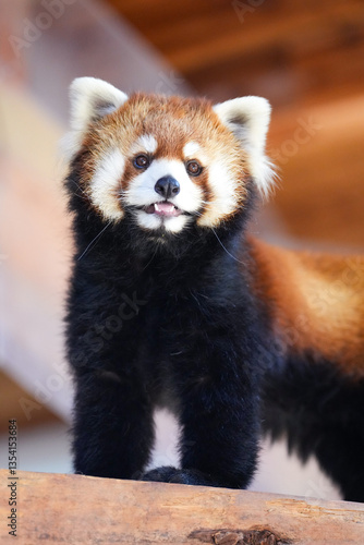 red panda