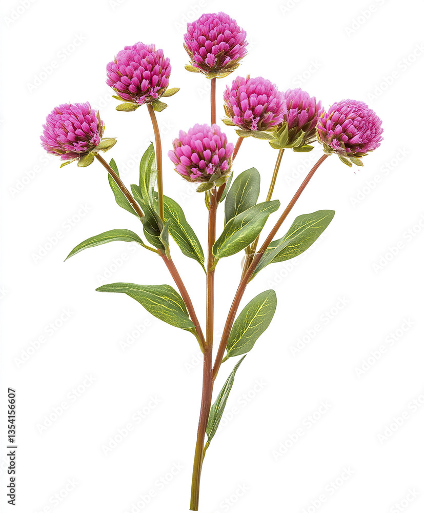 Fototapeta premium Vibrant Gomphrena plant with pink flowers isolated on white