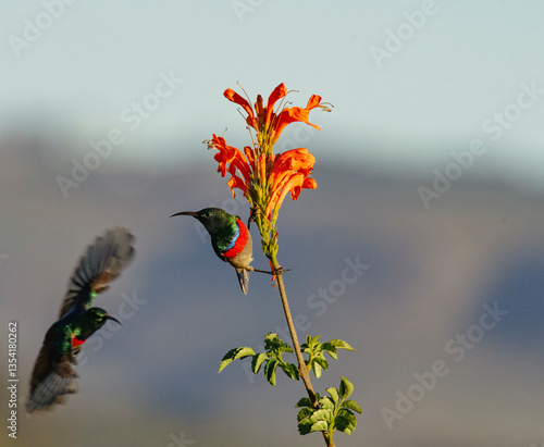 Southern double-collared sunbird or lesser double-collared sunbird (Cinnyris chalybeus) clinging to cape honeysuckle against blurred background with another blurred Southern Double Collared sunbird