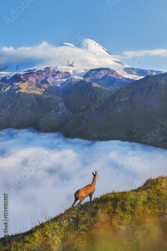 Foto Mountain landscape, mountain goat against the background of Mount Elbrus, gorge