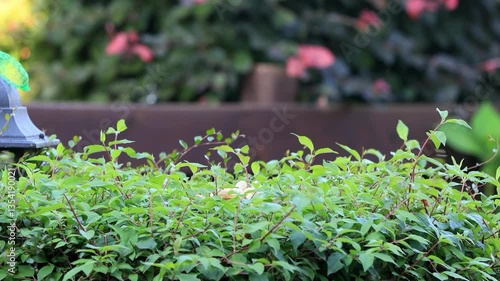 magpie search for peanuts in the garden
