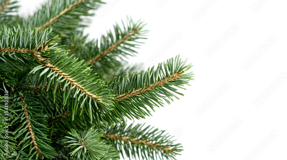 branch of fir tree, branch of a pine, branch of fir tree, branch of a pine,