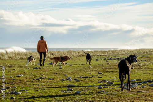 One woman wallking with four dogs who are running free at the beach of Greystones, Ireland