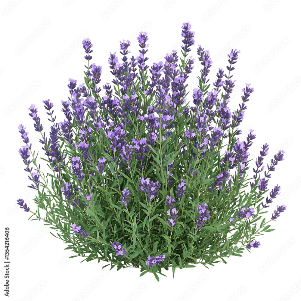 Fototapeta premium Lavender Bush with Purple Blooms Isolated on Transparent Background