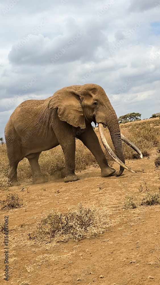 Obraz premium Large Male African Bush Elephant Walking in Kenya