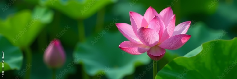 - Pink lotus flower with delicate petals and green leaves, flower, beauty - Pink lotus flower with delicate petals and green leaves, flower, beauty