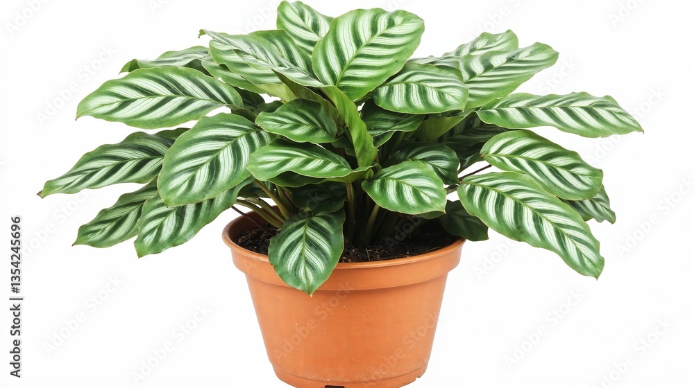 Fototapeta premium Potted plant with striped leaves in a terracotta pot 