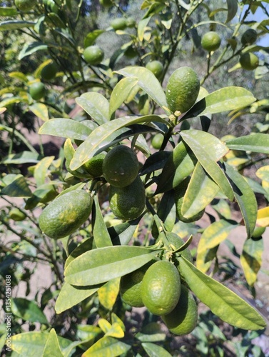 Obraz na płótnie young growing mango fruits on a tree w salonie
