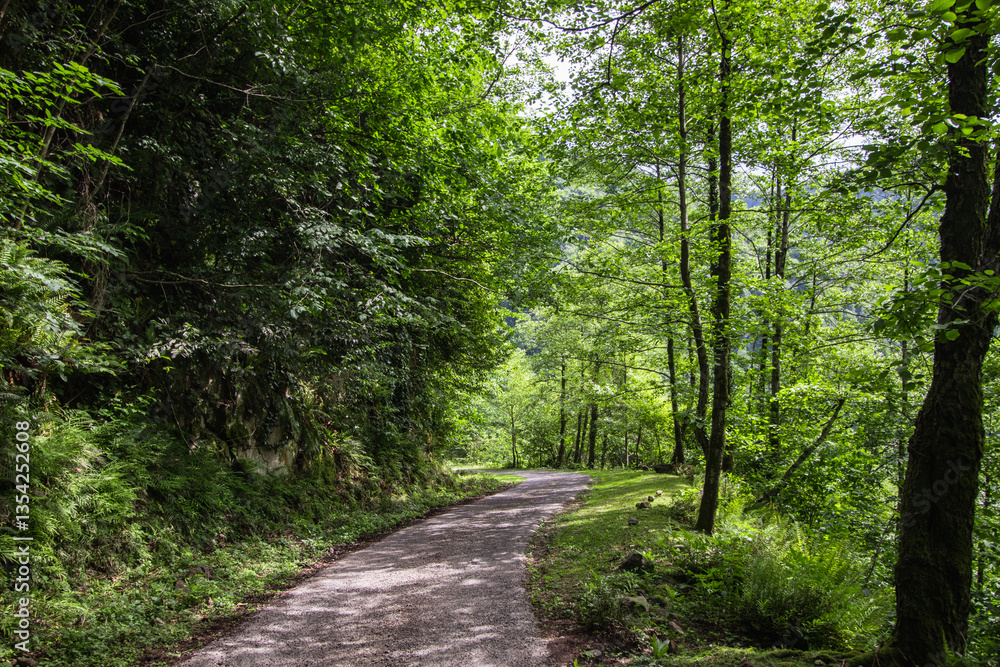 Fototapeta premium Forest trail in the mountains of Adjara, Georgia
