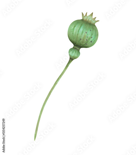 Photography Poppy seed pod