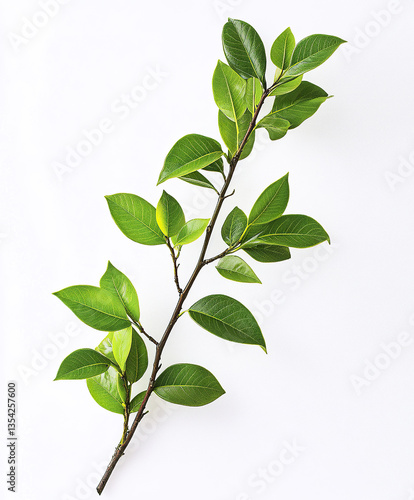 branch of green leaves isolated on white background