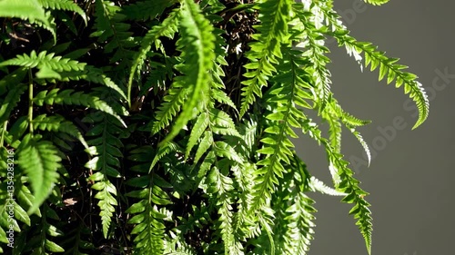 The Green Ferny Leaves