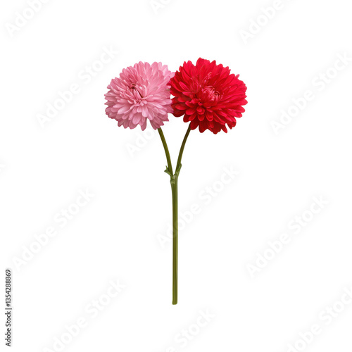 Pink and red dahlia flowers isolated on transparent background