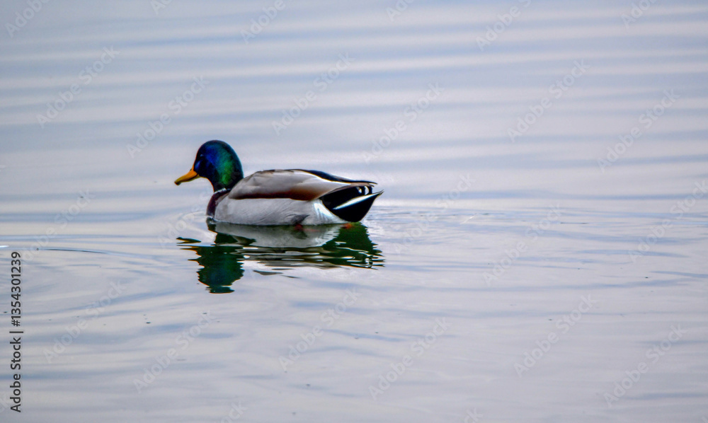 Obraz premium duck on the water