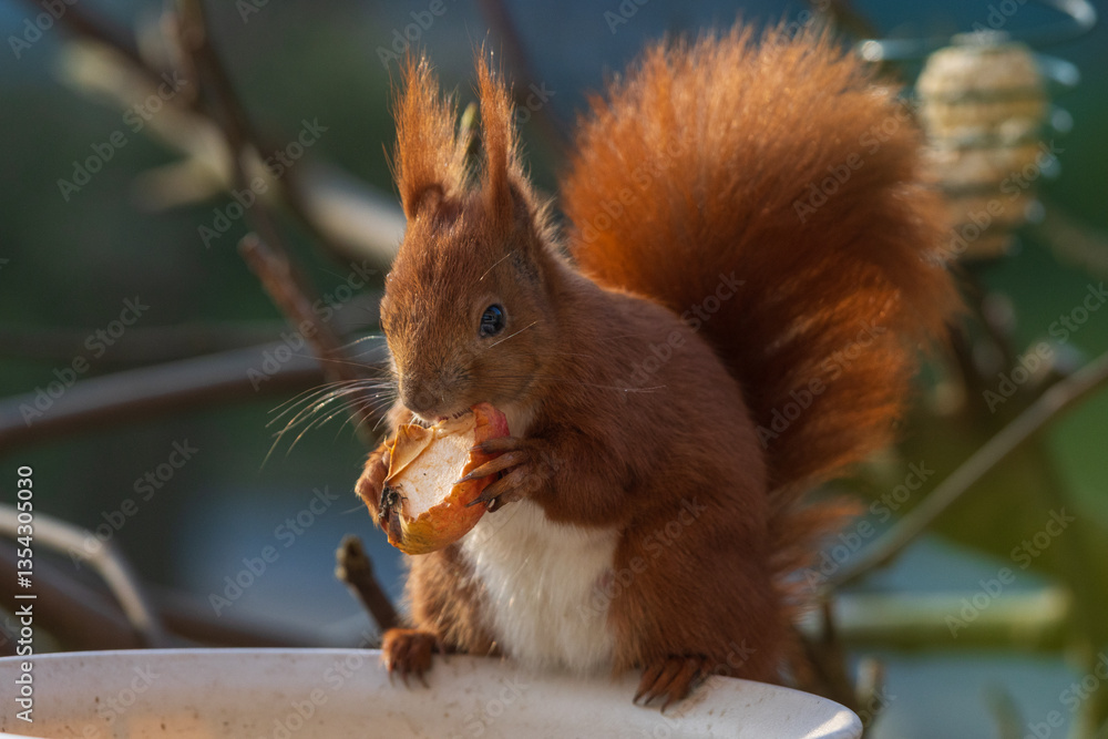 Eichhörnchen frisst ein Stück Apfel an der Futterstelle im Garten.