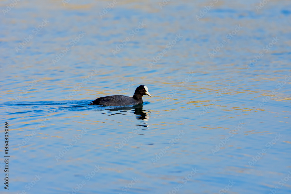 great crested grebe great crested grebe