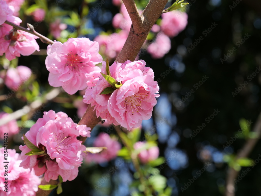 Obraz premium 公園で花桃が咲いている