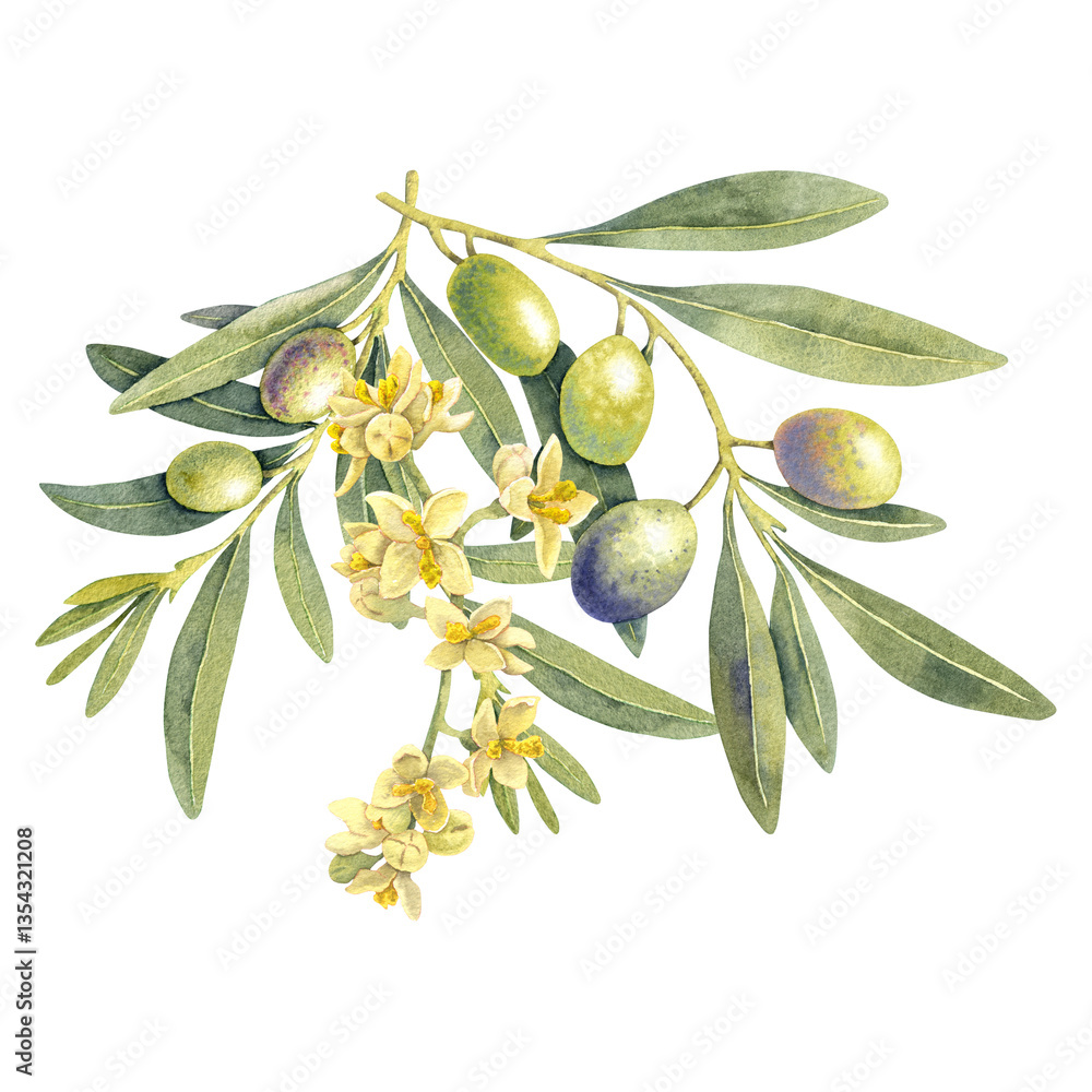 Obraz premium Watercolor green olives branch. Hand painted floral illustration olive fruit, flowers, tree branches, leaves isolated background. Drawings food edible foliage. For menu, wrapping card gift, clip art