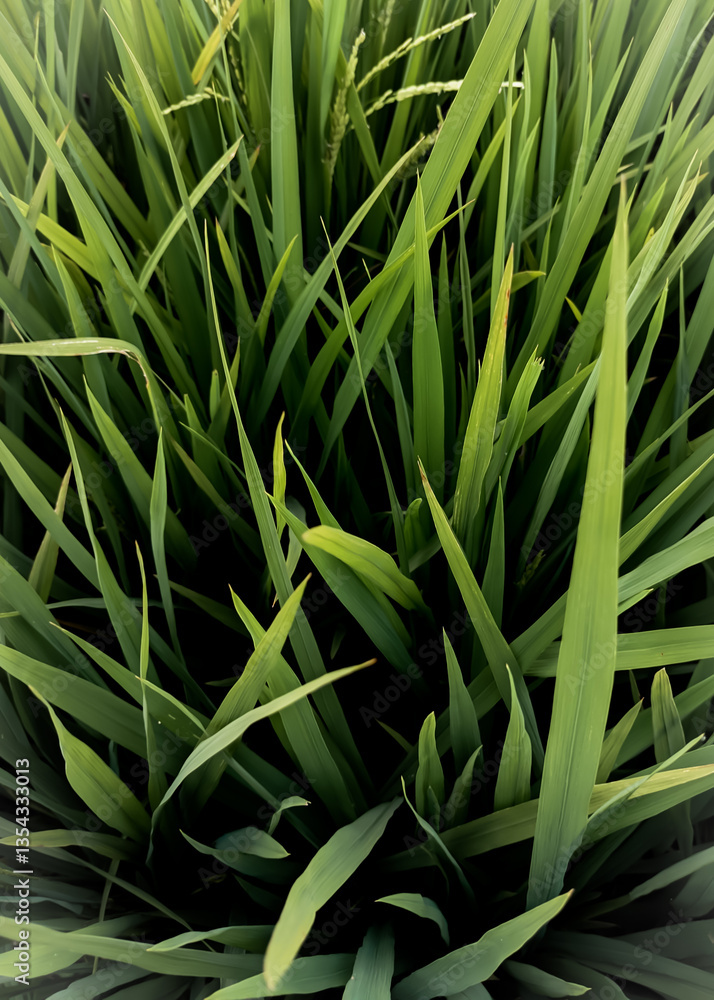 Obraz premium Phormium tenax image HD wallpapper