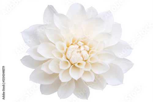 Beautiful white flower with delicate petals on a soft background. isolated on white background.