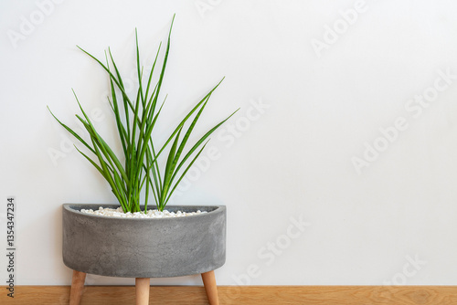 Sansevieria kirkii 'friends' in concrete pot, white background